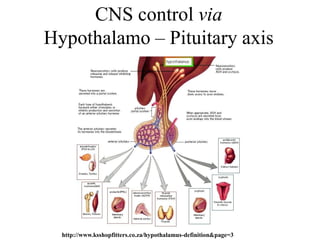 CNS control via
Hypothalamo – Pituitary axis




  http://www.ksshopfitters.co.za/hypothalamus-definition&page=3
 