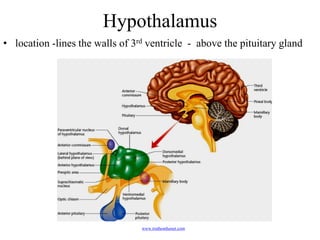 Hypothalamus
• location -lines the walls of 3rd ventricle - above the pituitary gland




                                 www.truthonthenet.com
 