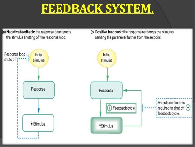 Endocrine system basic