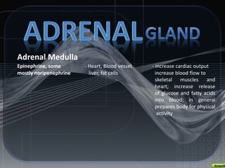 Adrenal Medulla
Epinephrine, some - Heart, Blood vessel - increase cardiac output
mostly noripenephrine liver, fat cells increase blood flow to
skeletal muscles and
heart; increase release
of glucose and fatty acids
into blood; in general
prepares body for physical
activity
 