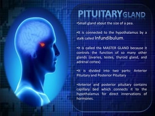 •Small gland about the size of a pea.
•It is connected to the hypothalamus by a
stalk called Infundibulum.
•It is called the MASTER GLAND because it
controls the function of so many other
glands (ovaries, testes, thyroid gland, and
adrenal cortex)
•It is divided into two parts: Anterior
Pituitary and Posterior Pituitary
•Anterior and posterior pituitary contains
capillary bed which connects it to the
hypothalamus for direct innervations of
hormones.
 