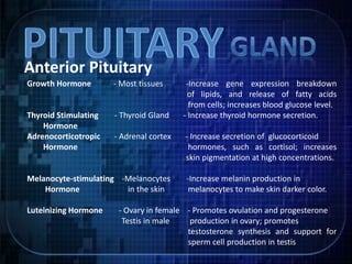Anterior Pituitary
Growth Hormone - Most tissues -Increase gene expression breakdown
of lipids, and release of fatty acids
from cells; increases blood glucose level.
Thyroid Stimulating - Thyroid Gland - Increase thyroid hormone secretion.
Hormone
Adrenocorticotropic - Adrenal cortex - Increase secretion of glucocorticoid
Hormone hormones, such as cortisol; increases
skin pigmentation at high concentrations.
Melanocyte-stimulating -Melanocytes -Increase melanin production in
Hormone in the skin melanocytes to make skin darker color.
Luteinizing Hormone - Ovary in female - Promotes ovulation and progesterone
Testis in male production in ovary; promotes
testosterone synthesis and support for
sperm cell production in testis
 