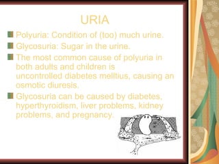 URIA
Polyuria: Condition of (too) much urine.
Glycosuria: Sugar in the urine.
The most common cause of polyuria in
both adults and children is
uncontrolled diabetes melltius, causing an
osmotic diuresis.
Glycosuria can be caused by diabetes,
hyperthyroidism, liver problems, kidney
problems, and pregnancy.
 