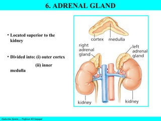6. ADRENAL GLAND

• Located superior to the
kidney
• Divided into: (i) outer cortex
(ii) inner
medulla

Endocrine System…. Professor KS Satyapal

 