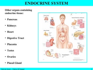 ENDOCRINE SYSTEM
Other organs containing
endocrine tissue:
• Pancreas
• Kidneys
• Heart
• Digestive Tract
• Placenta
• Testes
• Ovaries
• Pineal Gland
Endocrine System…. Professor KS Satyapal

3

 