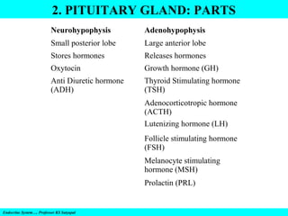 2. PITUITARY GLAND: PARTS
Neurohypophysis

Adenohypophysis

Small posterior lobe

Large anterior lobe

Stores hormones

Releases hormones

Oxytocin

Growth hormone (GH)

Anti Diuretic hormone
(ADH)

Thyroid Stimulating hormone
(TSH)
Adenocorticotropic hormone
(ACTH)
Lutenizing hormone (LH)
Follicle stimulating hormone
(FSH)
Melanocyte stimulating
hormone (MSH)
Prolactin (PRL)

Endocrine System…. Professor KS Satyapal

 