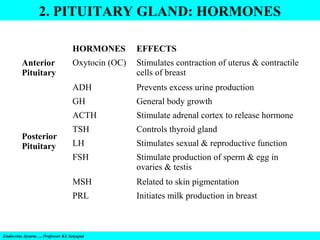 2. PITUITARY GLAND: HORMONES
HORMONES

Stimulates contraction of uterus & contractile
cells of breast
Prevents excess urine production

GH

General body growth

ACTH

Stimulate adrenal cortex to release hormone

TSH

Controls thyroid gland

LH

Stimulates sexual & reproductive function

FSH

Stimulate production of sperm & egg in
ovaries & testis

MSH

Related to skin pigmentation

PRL

Posterior
Pituitary

Oxytocin (OC)
ADH

Anterior
Pituitary

EFFECTS

Initiates milk production in breast

Endocrine System…. Professor KS Satyapal

 