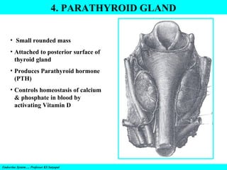4. PARATHYROID GLAND
• Small rounded mass
• Attached to posterior surface of
thyroid gland
• Produces Parathyroid hormone
(PTH)
• Controls homeostasis of calcium
& phosphate in blood by
activating Vitamin D

Endocrine System…. Professor KS Satyapal

 