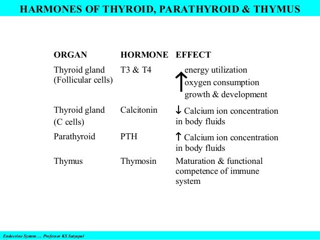 Endocrine system & disorders, gland by gland