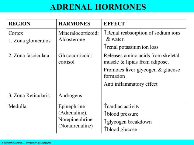 Endocrine system & disorders, gland by gland