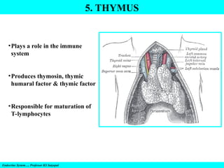 5. THYMUS
Endocrine System…. Professor KS Satyapal
•Plays a role in the immune
system
•Produces thymosin, thymic
humaral factor & thymic factor
•Responsible for maturation of
T-lymphocytes
 