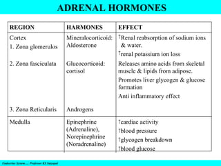 ADRENAL HORMONES
Endocrine System…. Professor KS Satyapal
EFFECT
HARMONES
REGION
cardiac activity
blood pressure
glycogen breakdown
blood glucose
Epinephrine
(Adrenaline),
Norepinephrine
(Noradrenaline)
Medulla
Androgens
3. Zona Reticularis
Releases amino acids from skeletal
muscle & lipids from adipose.
Promotes liver glycogen & glucose
formation
Anti inflammatory effect
Glucocorticoid:
cortisol
2. Zona fasciculata
Renal reabsorption of sodium ions
& water.
renal potassium ion loss
Mineralocorticoid:
Aldosterone
Cortex
1. Zona glomerulos
 