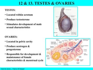 Endocrine System…. Professor KS Satyapal
12 & 13. TESTES & OVARIES
TESTES:
• Located within scrotum
• Produce testosterone
• Stimulates development of male
sexual characteristics
OVARIES:
• Located in pelvic cavity
• Produce oestrogen &
progesterone
• Responsible for development &
maintenance of female
characteristics & menstrual cycle
 