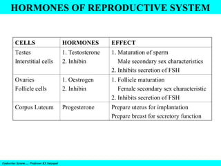 Endocrine System…. Professor KS Satyapal
HORMONES OF REPRODUCTIVE SYSTEM
CELLS HORMONES EFFECT
Testes
Interstitial cells
1. Testosterone
2. Inhibin
1. Maturation of sperm
Male secondary sex characteristics
2. Inhibits secretion of FSH
Ovaries
Follicle cells
1. Oestrogen
2. Inhibin
1. Follicle maturation
Female secondary sex characteristic
2. Inhibits secretion of FSH
Corpus Luteum Progesterone Prepare uterus for implantation
Prepare breast for secretory function
 