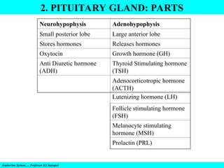 2. PITUITARY GLAND: PARTS
Endocrine System…. Professor KS Satyapal
Neurohypophysis Adenohypophysis
Small posterior lobe Large anterior lobe
Stores hormones Releases hormones
Oxytocin Growth hormone (GH)
Anti Diuretic hormone
(ADH)
Thyroid Stimulating hormone
(TSH)
Adenocorticotropic hormone
(ACTH)
Lutenizing hormone (LH)
Follicle stimulating hormone
(FSH)
Melanocyte stimulating
hormone (MSH)
Prolactin (PRL)
 