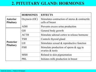 2. PITUITARY GLAND: HORMONES
Endocrine System…. Professor KS Satyapal
HORMONES EFFECTS
Oxytocin (OC) Stimulates contraction of uterus & contractile
cells of breast
ADH Prevents excess urine production
GH General body growth
ACTH Stimulate adrenal cortex to release hormone
TSH Controls thyroid gland
LH Stimulates sexual & reproductive function
FSH Stimulate production of sperm & egg in
ovaries & testis
MSH Related to skin pigmentation
PRL Initiates milk production in breast
Anterior
Pituitary
Posterior
Pituitary
 