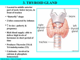 3. THYROID GLAND
Endocrine System…. Professor KS Satyapal
• Located in middle anterior
part of neck: below larynx, in
front of trachea
• “Butterfly” shape
• 2 lobes connected by isthmus
• ↑ in size : puberty &
pregnancy
• Rich blood supply: able to
deliver high levels of
hormones in short period of
time
• Produces Thyroxin (T4) &
Tri-iodothyronine (T3)
• Calcitonin : involved in
calcium & phosphate
homeostasis
 