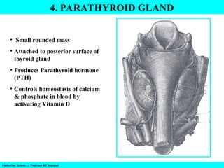 4. PARATHYROID GLAND
Endocrine System…. Professor KS Satyapal
• Small rounded mass
• Attached to posterior surface of
thyroid gland
• Produces Parathyroid hormone
(PTH)
• Controls homeostasis of calcium
& phosphate in blood by
activating Vitamin D
 