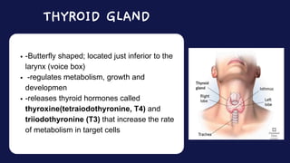 -Butterfly shaped; located just inferior to the
larynx (voice box)
-regulates metabolism, growth and
developmen
-releases thyroid hormones called
thyroxine(tetraiodothyronine, T4) and
triiodothyronine (T3) that increase the rate
of metabolism in target cells
THYROID GLAND
 