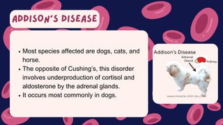 ADDISON’S DISEASE
Most species affected are dogs, cats, and
horse.
The opposite of Cushing’s, this disorder
involves underproduction of cortisol and
aldosterone by the adrenal glands.
It occurs most commonly in dogs.
 