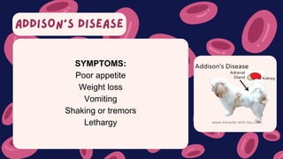 ADDISON’S DISEASE
SYMPTOMS:
Poor appetite
Weight loss
Vomiting
Shaking or tremors
Lethargy
 