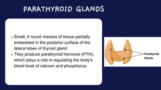Small, 4 round masses of tissue partially
embedded in the posterior surface of the
lateral lobes of thyroid gland
They produce parathyroid hormone (PTH),
which plays a role in regulating the body's
blood level of calcium and phosphorus.
PARATHYROID GLANDS
 