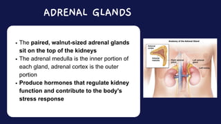 The paired, walnut-sized adrenal glands
sit on the top of the kidneys
The adrenal medulla is the inner portion of
each gland, adrenal cortex is the outer
portion
Produce hormones that regulate kidney
function and contribute to the body's
stress response
ADRENAL GLANDS
 