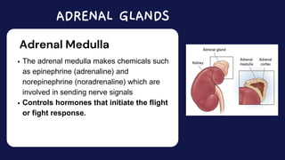 The adrenal medulla makes chemicals such
as epinephrine (adrenaline) and
norepinephrine (noradrenaline) which are
involved in sending nerve signals
Controls hormones that initiate the flight
or fight response.
ADRENAL GLANDS
Adrenal Medulla
 