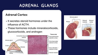 It secretes steroid hormones under the
influence of ACTH.
These hormones include mineralocorticoids,
glucocorticoids, and androgen
ADRENAL GLANDS
Adrenal Cortex
 