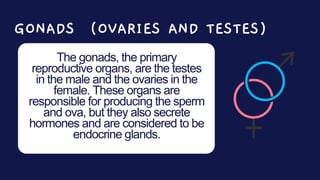 GONADS (OVARIES AND TESTES)
The gonads, the primary
reproductive organs, are the testes
in the male and the ovaries in the
female. These organs are
responsible for producing the sperm
and ova, but they also secrete
hormones and are considered to be
endocrine glands.
 