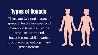 Types of Gonads
There are two main types of
gonads: testes in males and
ovaries in females. Testes
produce sperm and
testosterone, while ovaries
produce eggs, estrogen, and
progesterone.
 