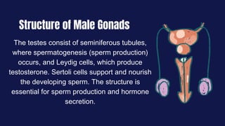 The testes consist of seminiferous tubules,
where spermatogenesis (sperm production)
occurs, and Leydig cells, which produce
testosterone. Sertoli cells support and nourish
the developing sperm. The structure is
essential for sperm production and hormone
secretion.
Structure of Male Gonads
 