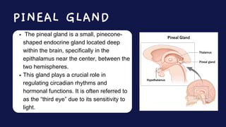 The pineal gland is a small, pinecone-
shaped endocrine gland located deep
within the brain, specifically in the
epithalamus near the center, between the
two hemispheres.
This gland plays a crucial role in
regulating circadian rhythms and
hormonal functions. It is often referred to
as the “third eye” due to its sensitivity to
light.
PINEAL GLAND
 