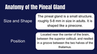 The pineal gland is a small structure,
roughly 5-8 mm in size in adults. It is
shaped like a pinecone.
Located near the center of the brain,
between the superior colliculi, and nestled
in a groove between the two halves of the
thalamus.
Anatomy of the Pineal Gland
Size and Shape
Position
 