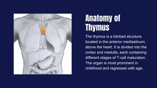 Anatomy of
Thymus
The thymus is a bilobed structure
located in the anterior mediastinum,
above the heart. It is divided into the
cortex and medulla, each containing
different stages of T-cell maturation.
The organ is most prominent in
childhood and regresses with age.
 