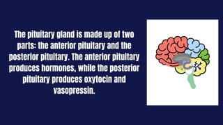 The pituitary gland is made up of two
parts: the anterior pituitary and the
posterior pituitary. The anterior pituitary
produces hormones, while the posterior
pituitary produces oxytocin and
vasopressin.
 