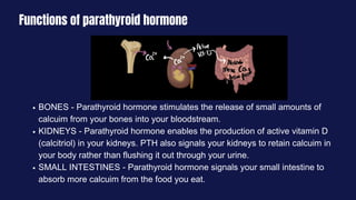 Functions of parathyroid hormone
BONES - Parathyroid hormone stimulates the release of small amounts of
calcuim from your bones into your bloodstream.
KIDNEYS - Parathyroid hormone enables the production of active vitamin D
(calcitriol) in your kidneys. PTH also signals your kidneys to retain calcuim in
your body rather than flushing it out through your urine.
SMALL INTESTINES - Parathyroid hormone signals your small intestine to
absorb more calcuim from the food you eat.
 