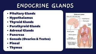 Pituitary Glands
Hypothalamus
Thyroid Glands
Parathyroid Glands
Adrenal Glands
Pancreas
Gonads (Ovaries & Testes)
Pineal
Thymus
ENDOCRINE GLANDS
 