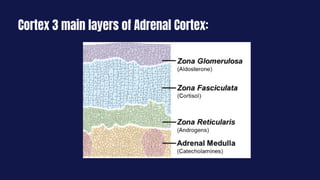 Cortex 3 main layers of Adrenal Cortex:
 