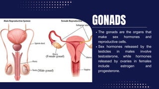 GONADS
The gonads are the organs that
make sex hormones and
reproductive cells.
Sex hormones released by the
testicles in males involve
testosterone, while hormones
released by ovaries in females
include estrogen and
progesterone.
 