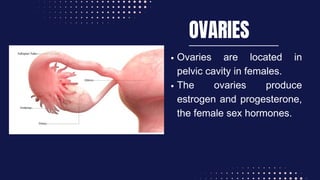 OVARIES
Ovaries are located in
pelvic cavity in females.
﻿
The ovaries produce
estrogen and progesterone,
the female sex hormones.
 
