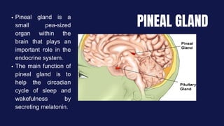 PINEAL GLAND
Pineal gland is a
small pea-sized
organ within the
brain that plays an
important role in the
endocrine system.
﻿
The main function of
pineal gland is to
help the circadian
cycle of sleep and
wakefulness by
secreting melatonin.
 
