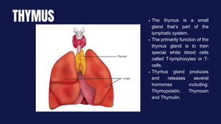 THYMUS The thymus is a small
gland that’s part of the
lymphatic system.
The primarily function of the
thymus gland is to train
special white blood cells
called T-lymphocytes or T-
cells.
Thymus gland produces
and releases several
hormones including:
Thymopoietin, Thymosin
and Thymulin.
 