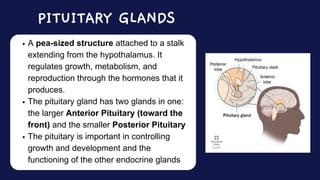 A pea-sized structure attached to a stalk
extending from the hypothalamus. It
regulates growth, metabolism, and
reproduction through the hormones that it
produces.
The pituitary gland has two glands in one:
the larger Anterior Pituitary (toward the
front) and the smaller Posterior Pituitary
The pituitary is important in controlling
growth and development and the
functioning of the other endocrine glands
PITUITARY GLANDS
 