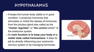 It keeps the human body stable or in good
condition, it produces hormones that
stimulates or inhibit the release of hormones
from the pituitary gland also called as the
"master regulator" or "the control center" of
the endocrine system.
Its main function is to keep your body in a
stable state called homeostasis. It does its
job by directly influencing your autonomic
nervous system or by managing hormones.
HYPOTHALAMUS
 