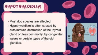 HYPOTHYROIDISM
Most dog species are affected.
Hypothyroidism is often caused by
autoimmune destruction of the thyroid
gland or, less commonly, by congenital
issues or certain types of thyroid
glanditis.
 