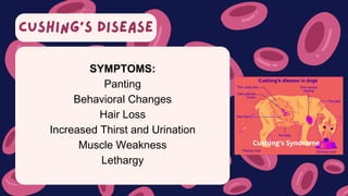 CUSHING’S DISEASE
SYMPTOMS:
Panting
Behavioral Changes
Hair Loss
Increased Thirst and Urination
Muscle Weakness
Lethargy
 