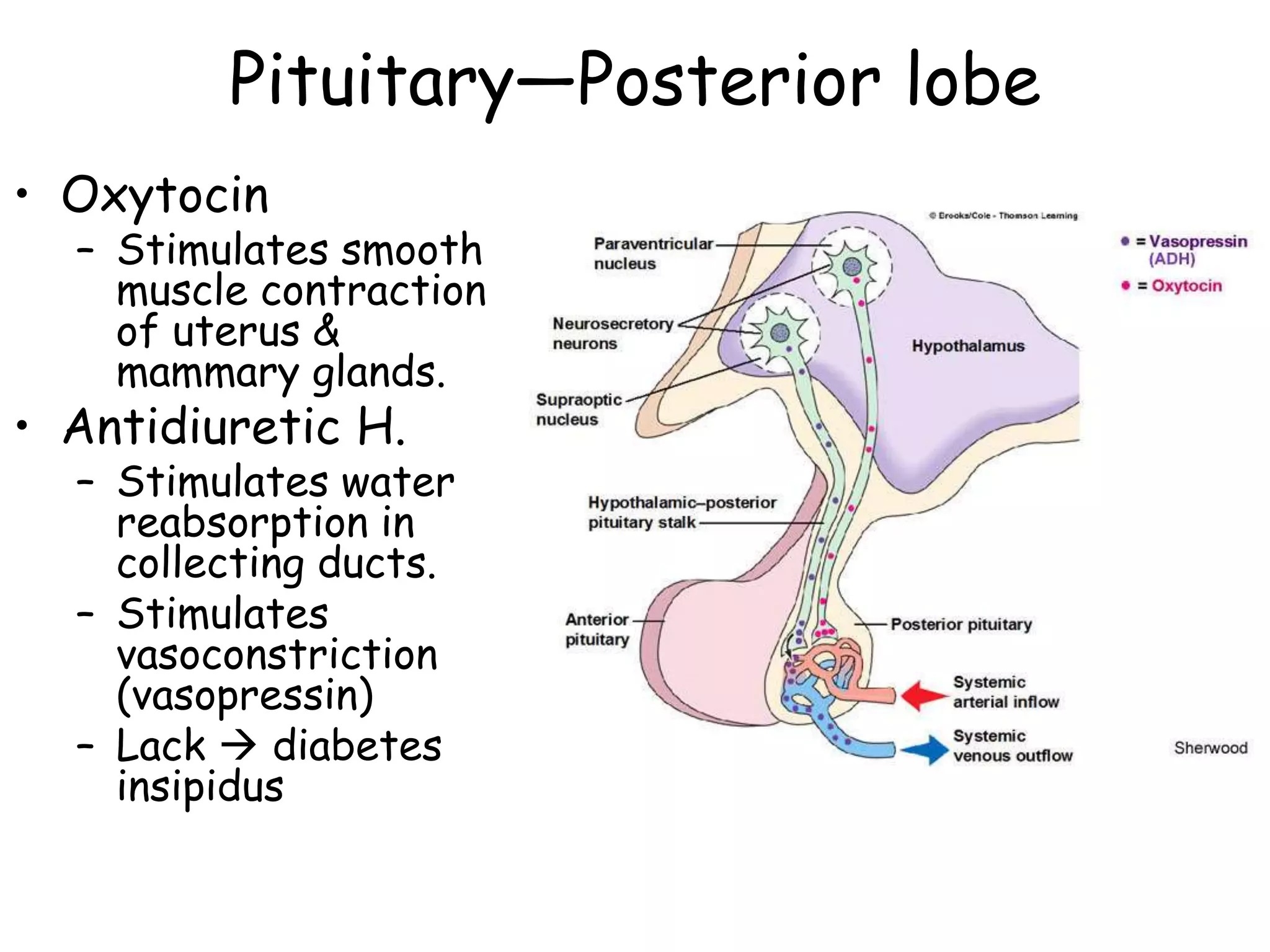 Pituitary—Posterior lobe
• Oxytocin
  – Stimulates smooth
    muscle contraction
    of uterus &
    mammary glands.
• Antidiuretic H.
  – Stimulates water
    reabsorption in
    collecting ducts.
  – Stimulates
    vasoconstriction
    (vasopressin)
  – Lack  diabetes
    insipidus
 