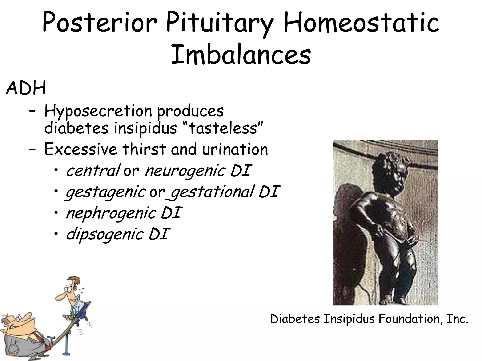 Posterior Pituitary Homeostatic
            Imbalances
ADH
 – Hyposecretion produces
   diabetes insipidus ―tasteless‖
 – Excessive thirst and urination
    • central or neurogenic DI
    • gestagenic or gestational DI
    • nephrogenic DI
    • dipsogenic DI




                                Diabetes Insipidus Foundation, Inc.
 