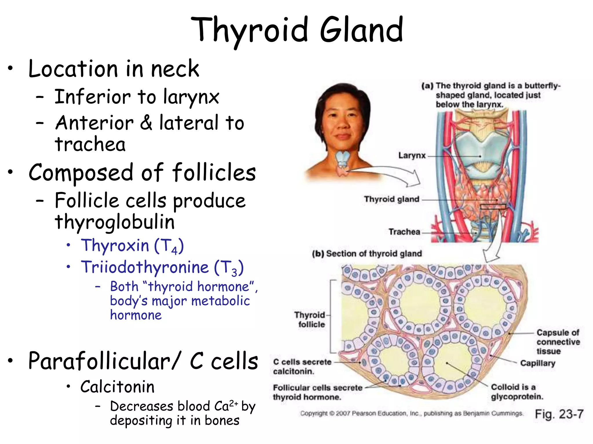 Thyroid Gland
• Location in neck
  – Inferior to larynx
  – Anterior & lateral to
    trachea
• Composed of follicles
  – Follicle cells produce
    thyroglobulin
     • Thyroxin (T4)
     • Triiodothyronine (T3)
        – Both ―thyroid hormone‖,
          body’s major metabolic
          hormone


• Parafollicular/ C cells
     • Calcitonin
        – Decreases blood Ca2+ by
          depositing it in bones
 